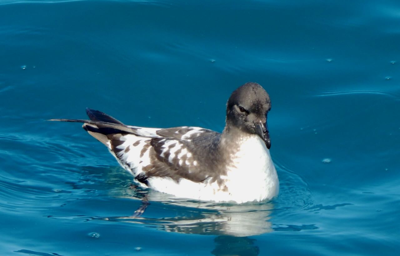 Cape Petrel