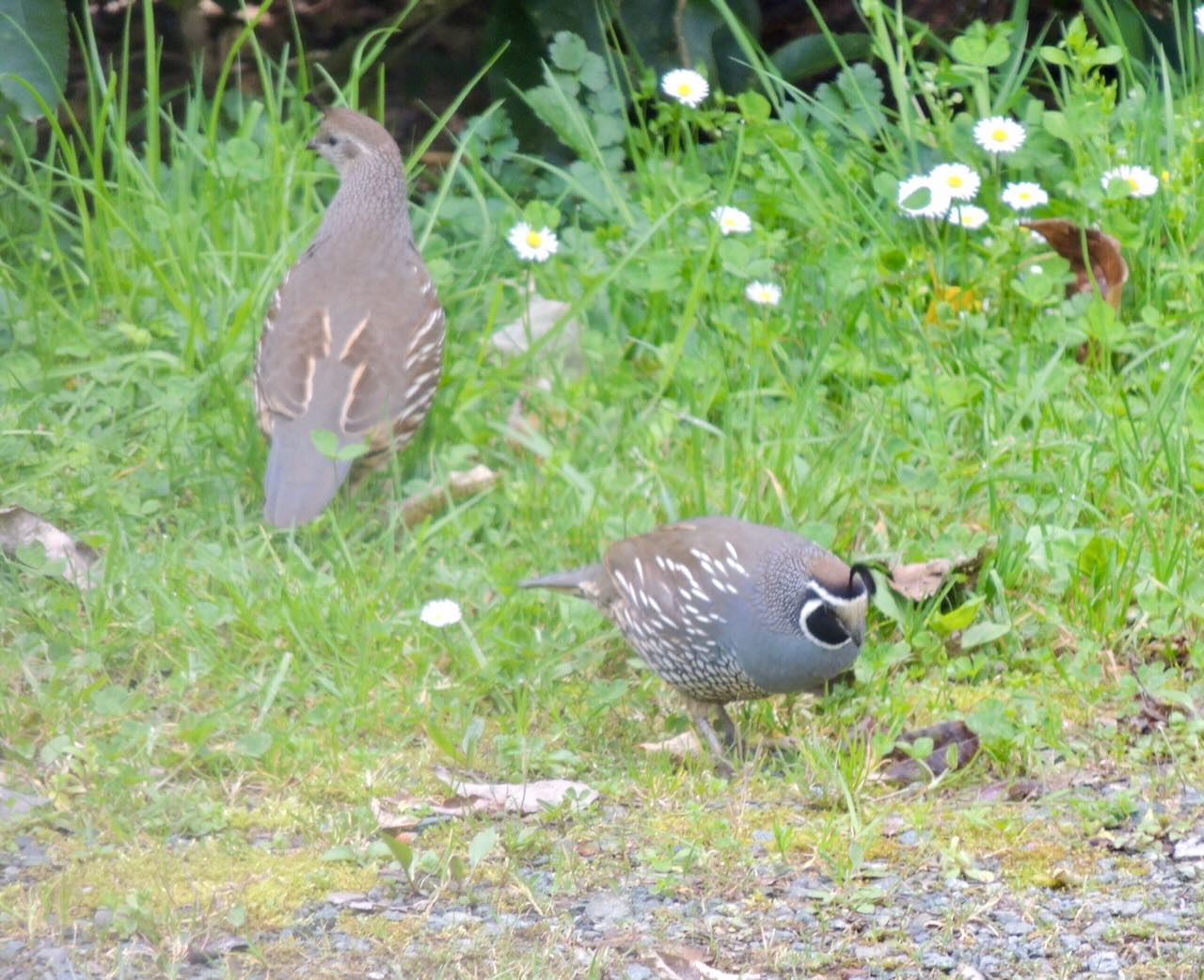 California Quail