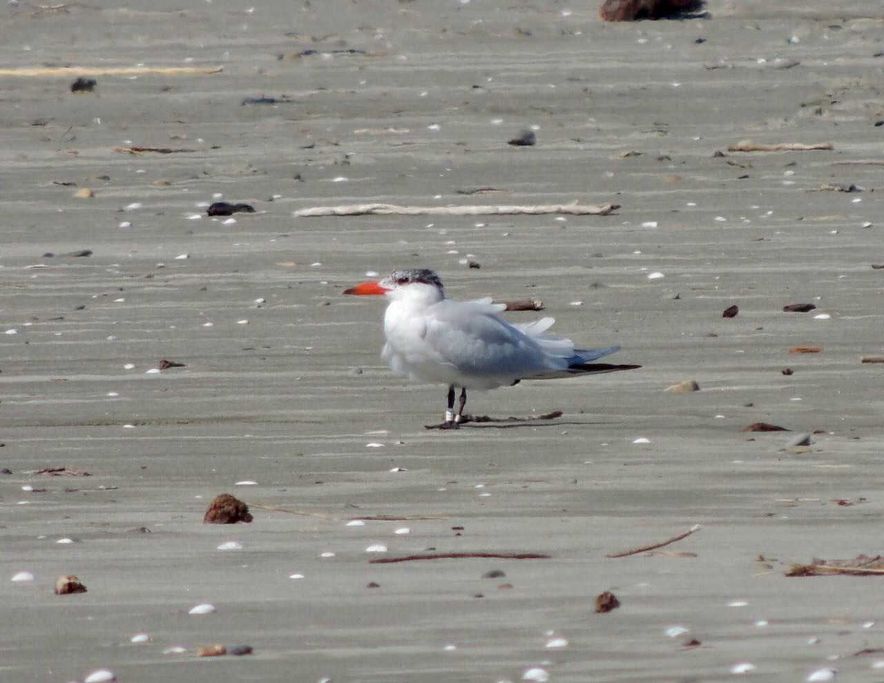 Caspian Tern