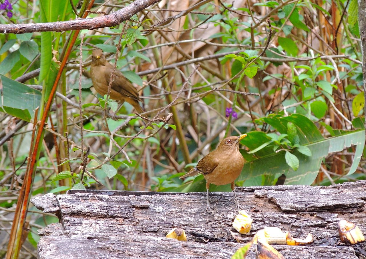 Clay-colored Thrushes