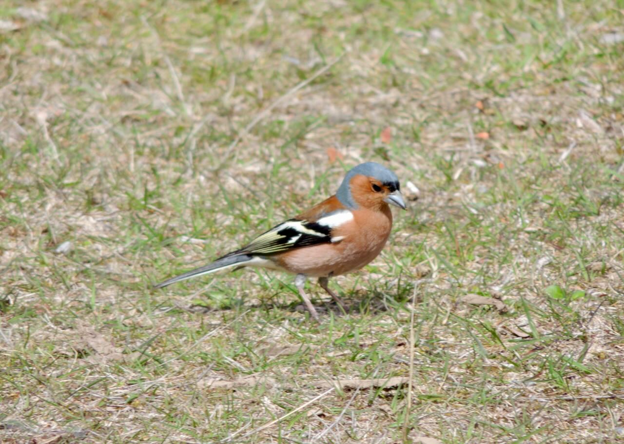 Male Chaffinch