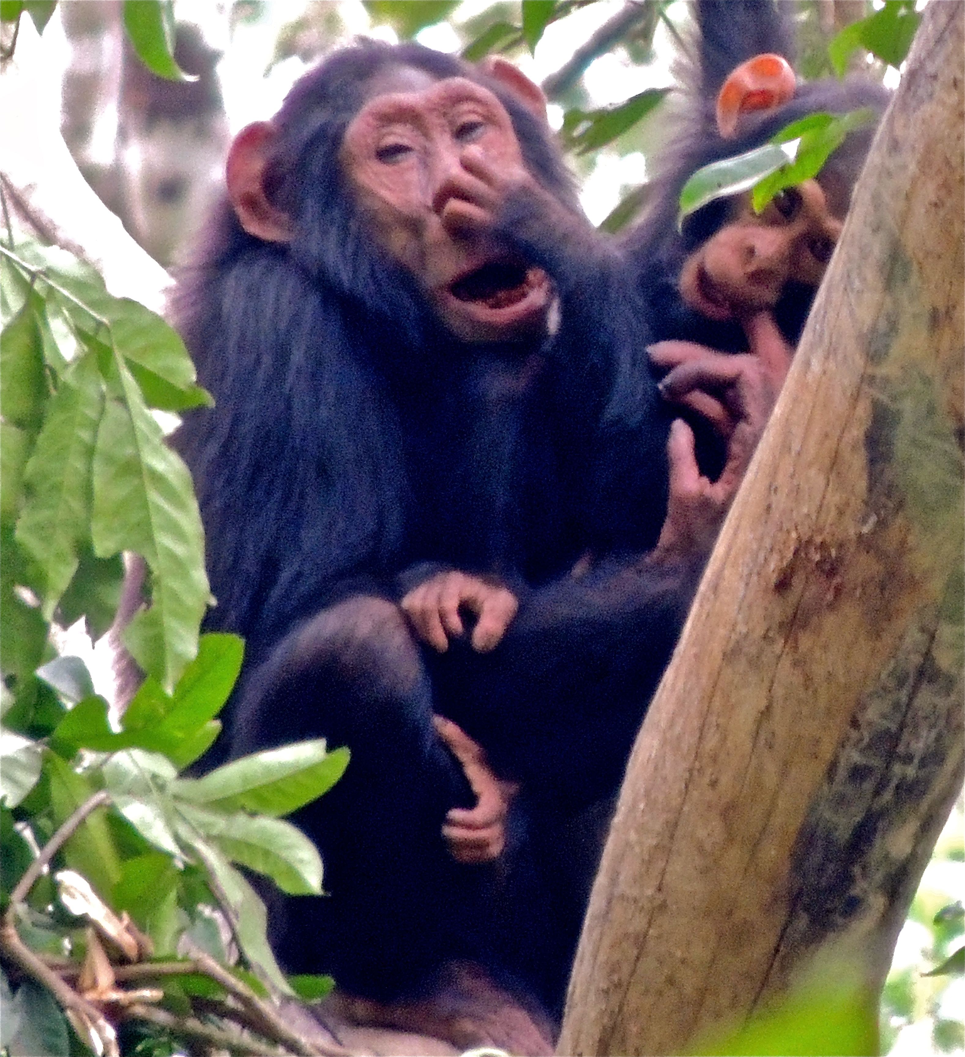 Common Chimpanzees