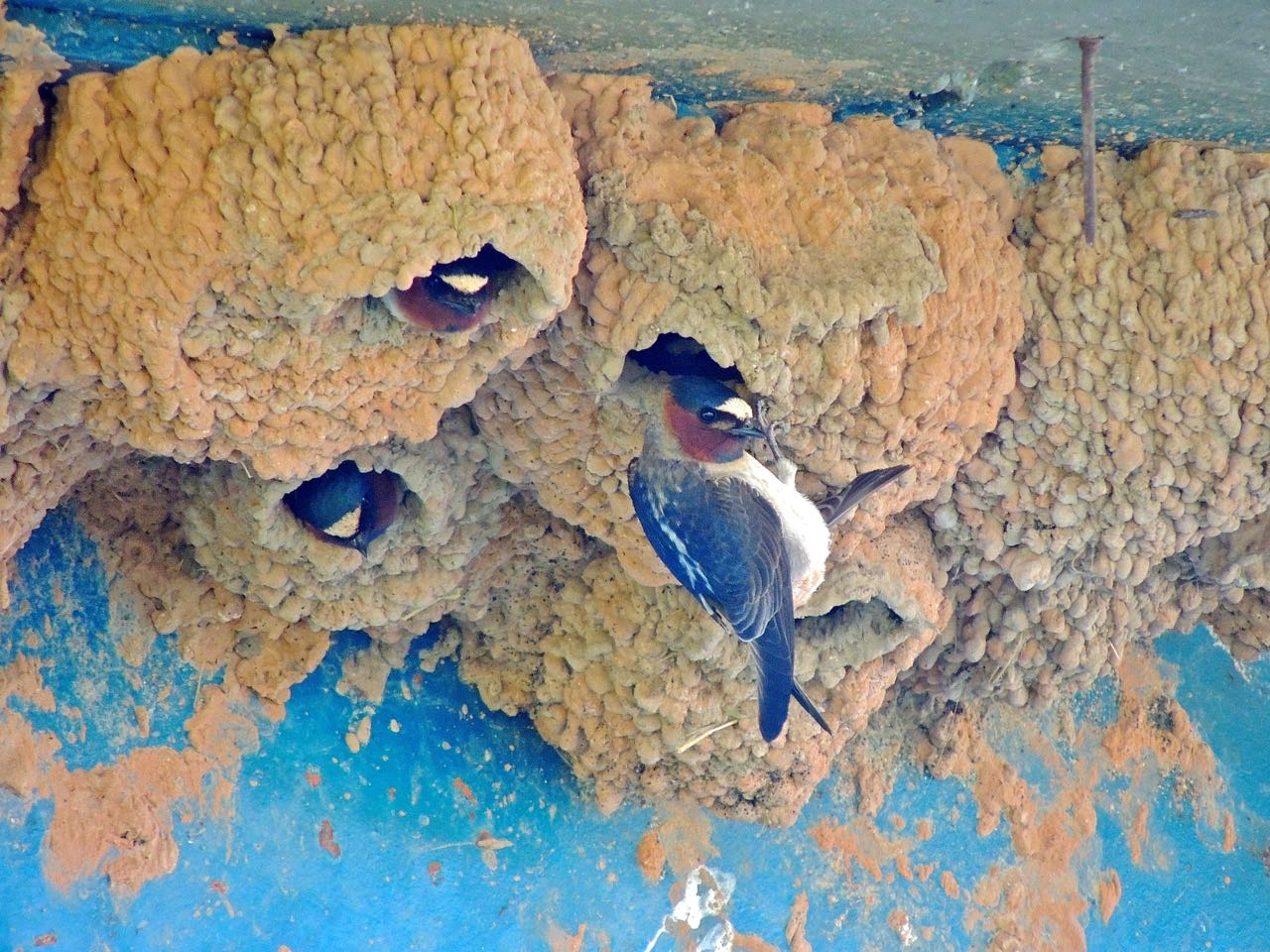 Cliff Swallows at Nest