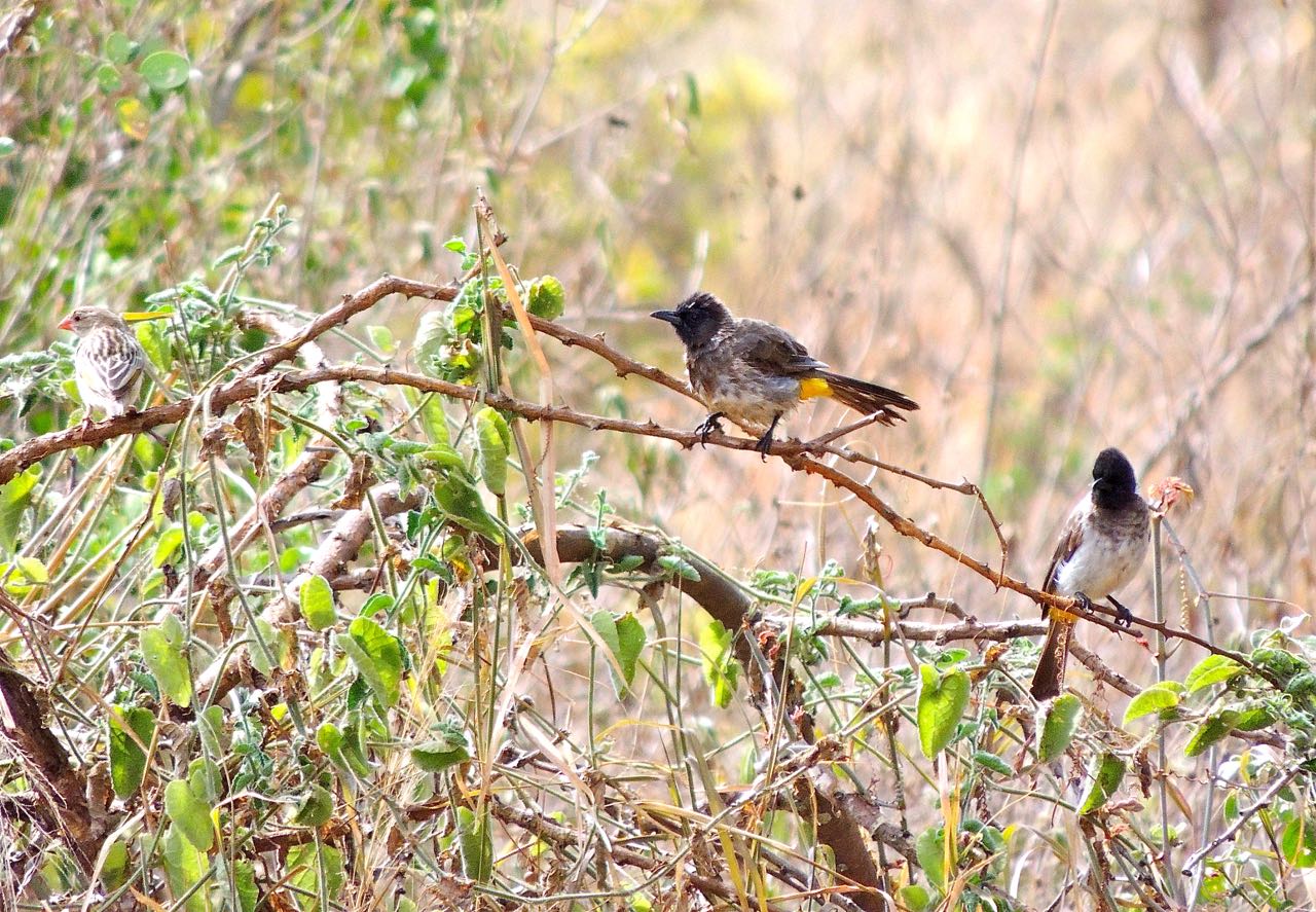 Red-billed Quelia and Common Bulbuls
