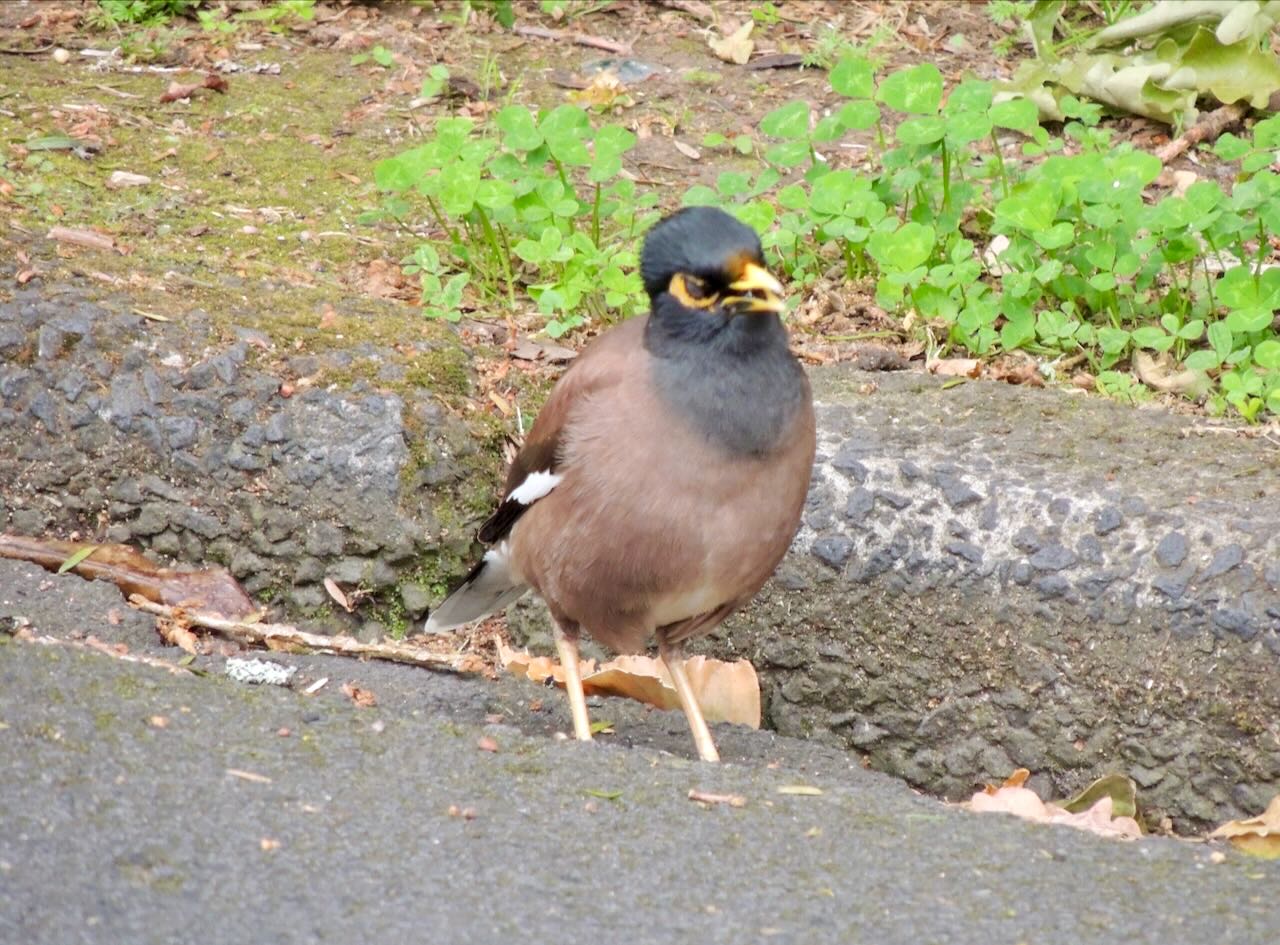 Common Myna