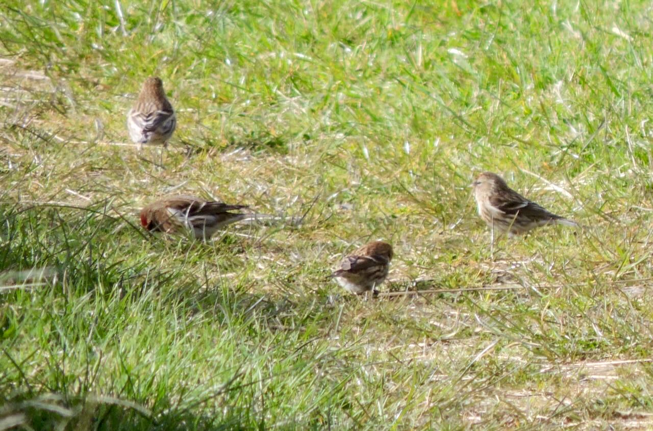 Common Redpolls