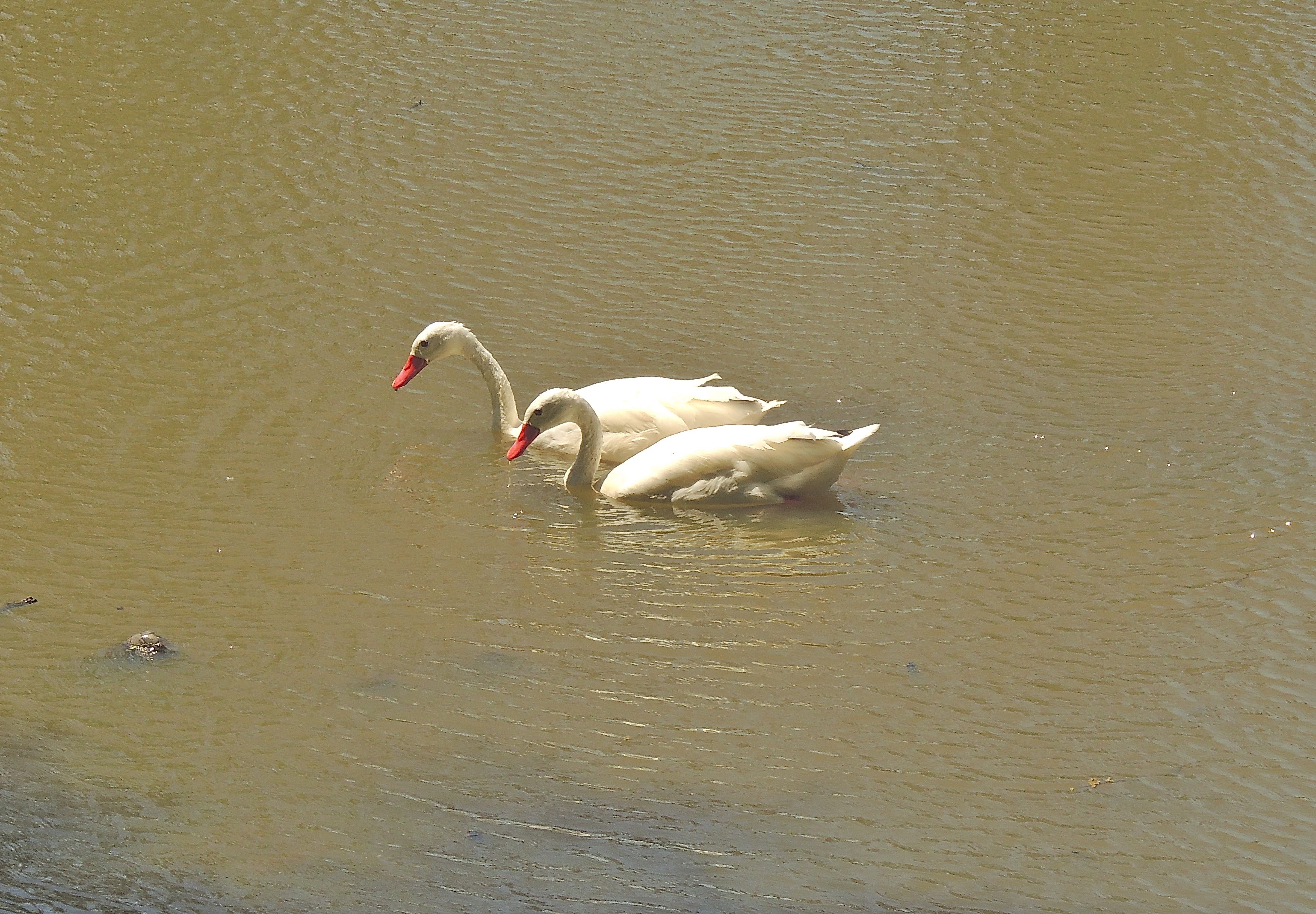 Coscoroba Swans