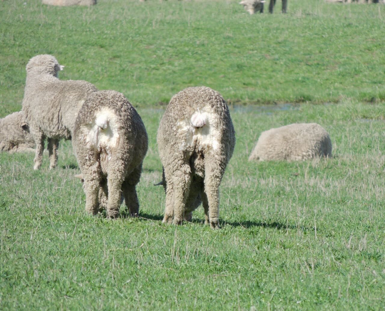 Crotched Merino Sheep