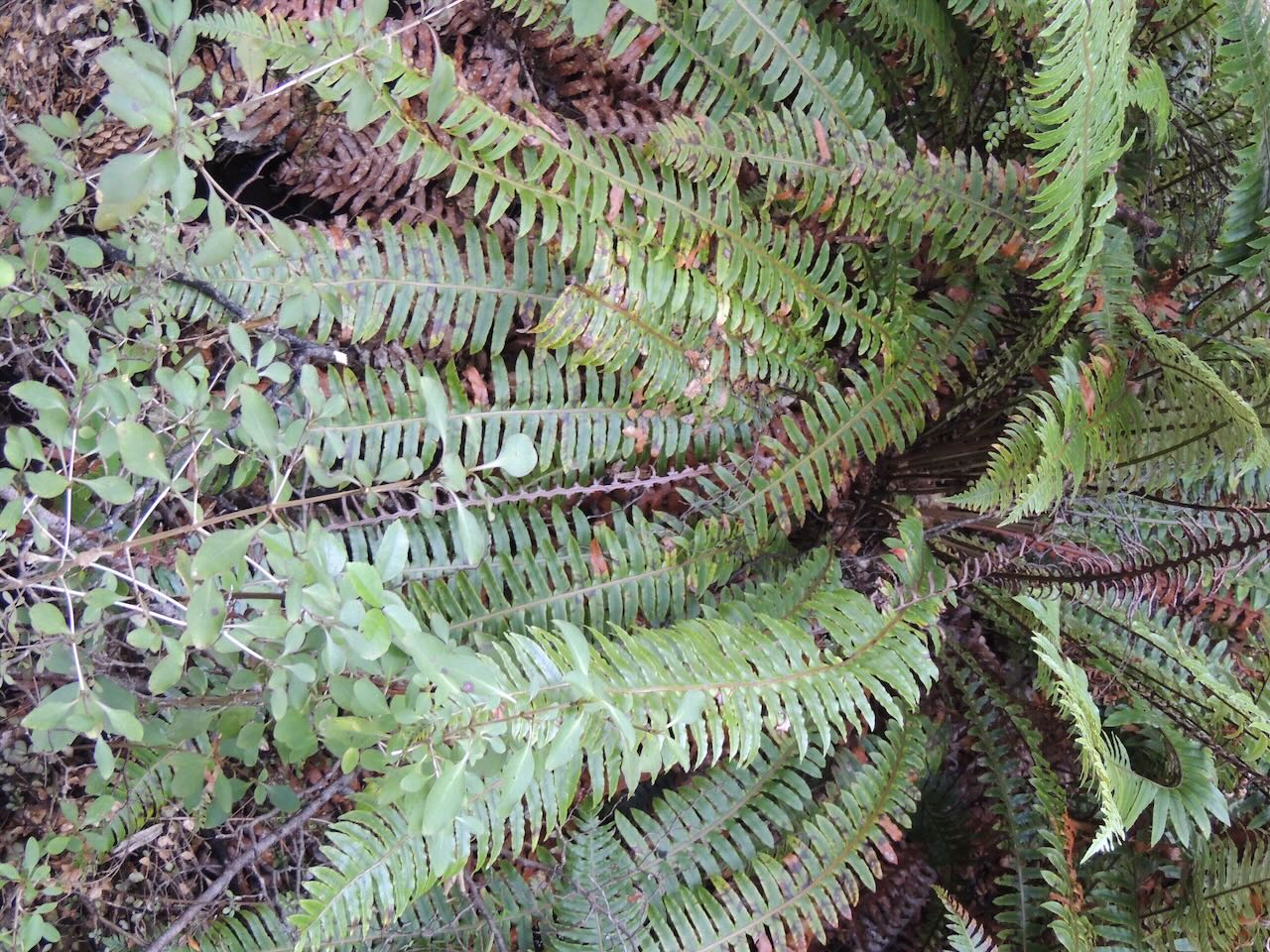 Crown Fern