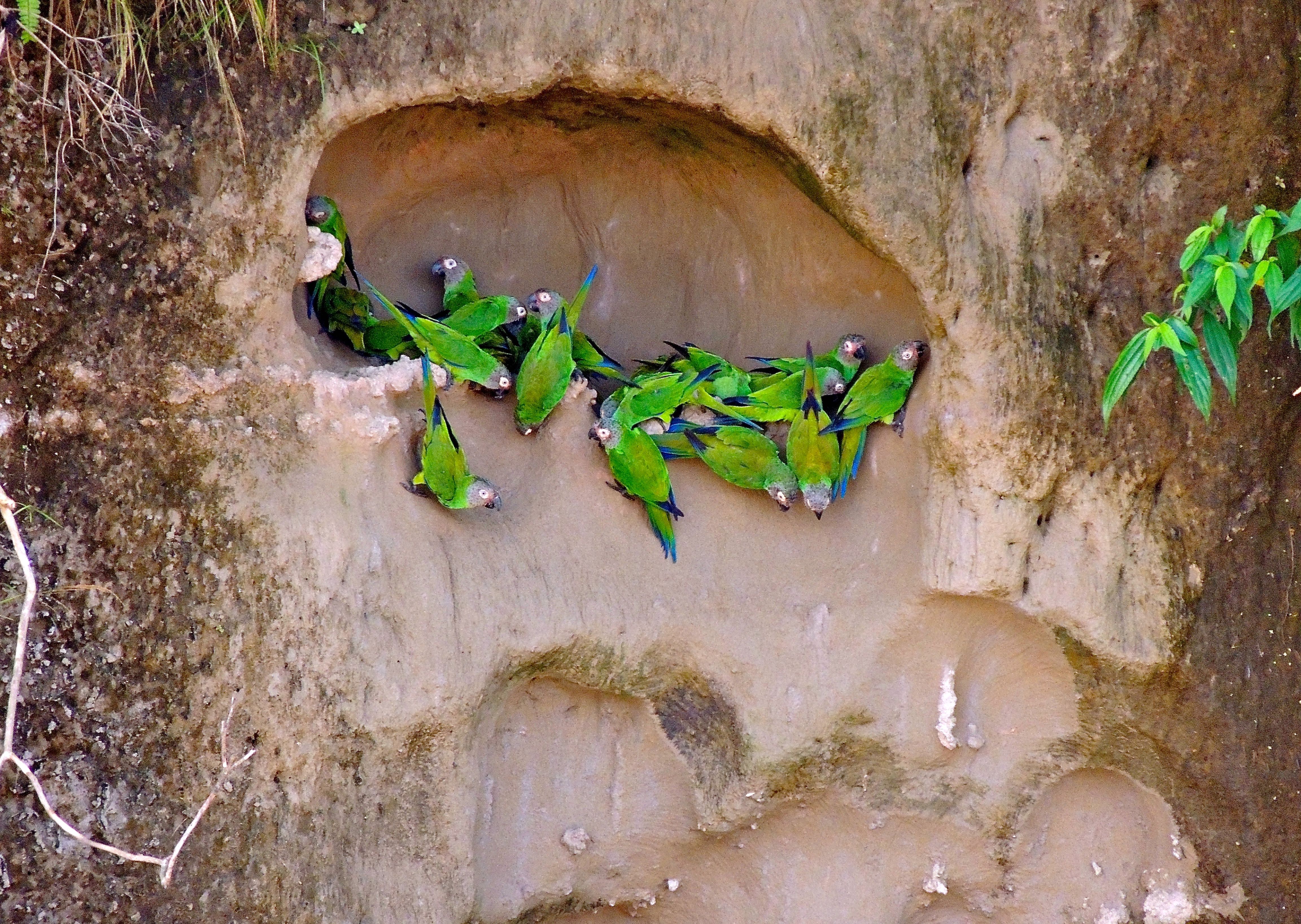 Dusky-headed Parakeets