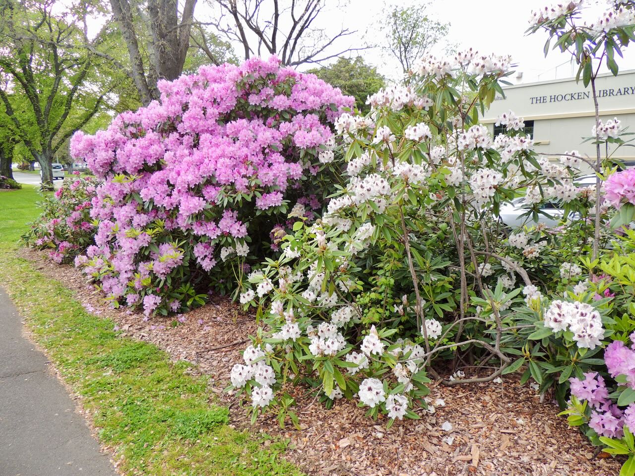 Dunedin Roadside Flowering Bushes