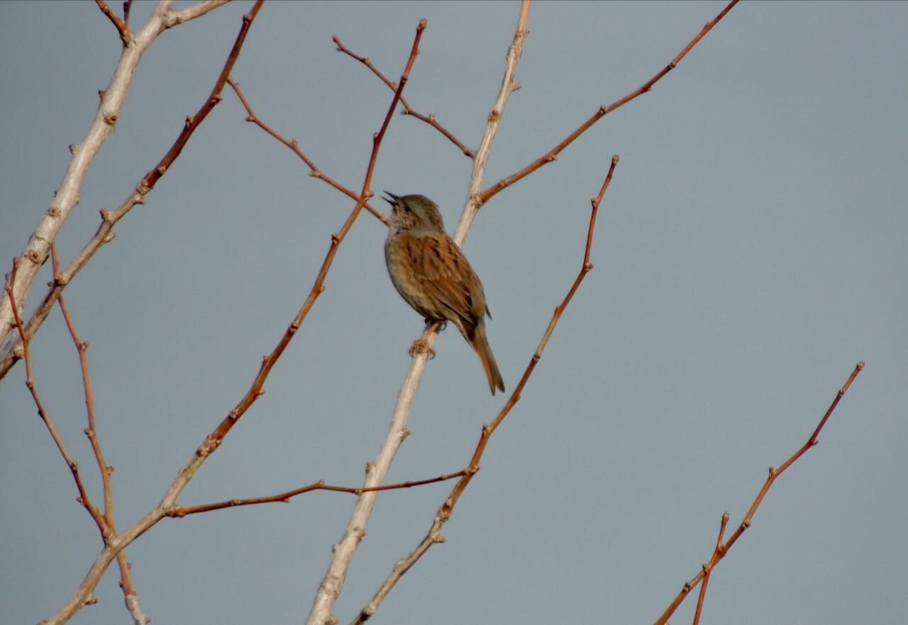 Dunnock