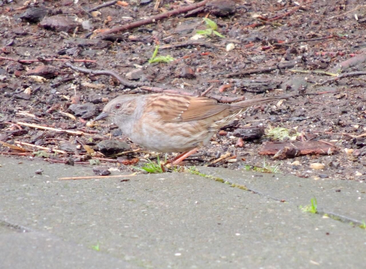 Dunnock