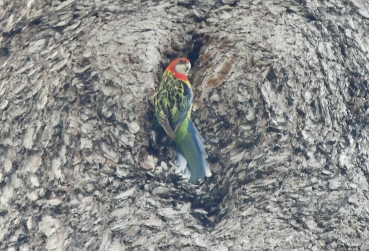 Eastern Rosella