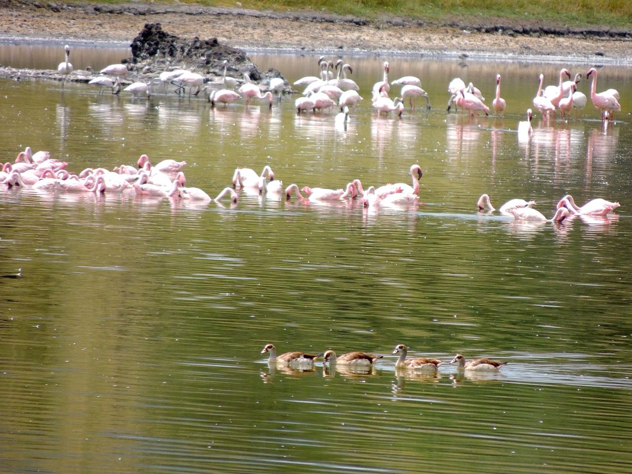 Egyptian Geese and Lesser Flamingos