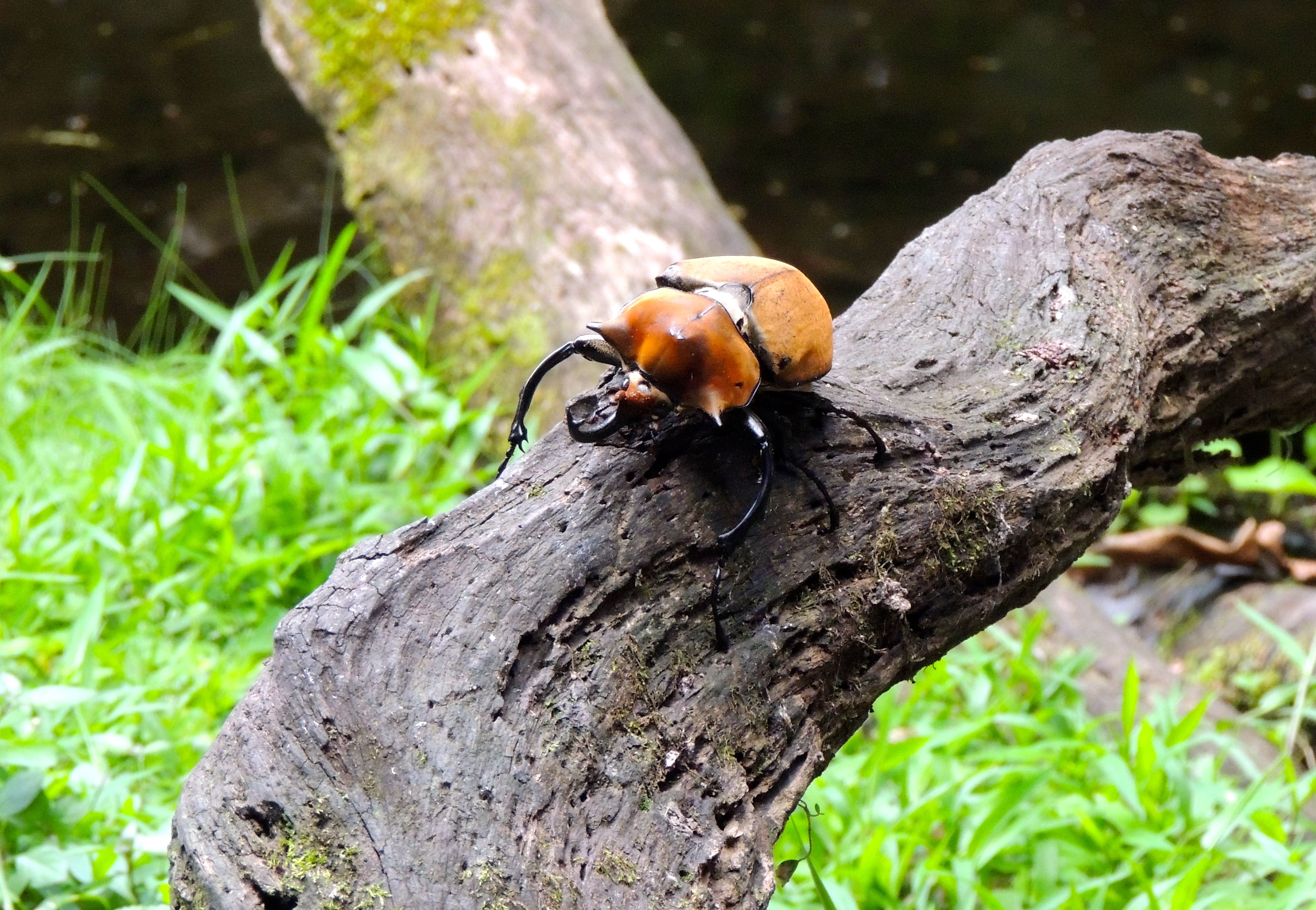 Elephant Beetle
