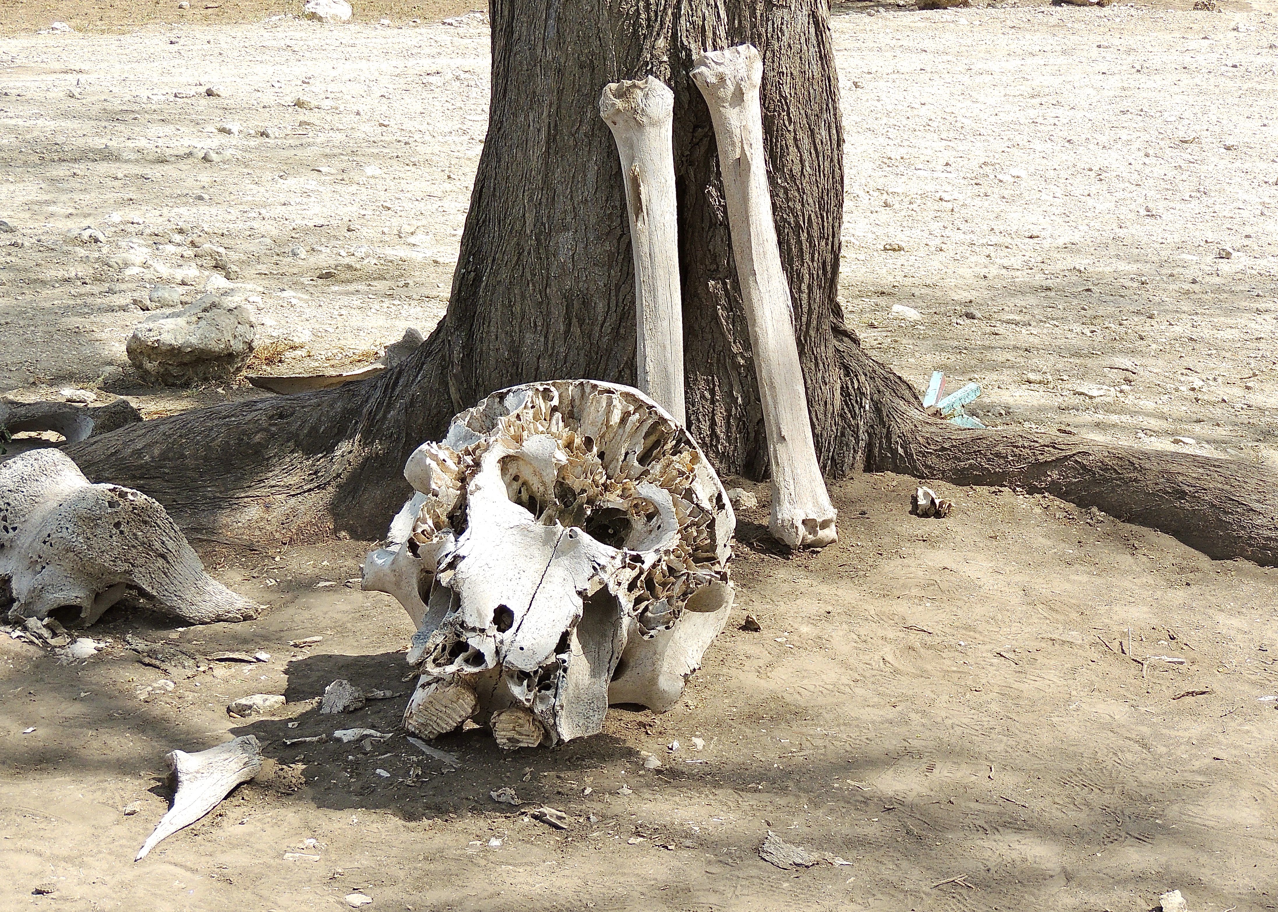 African Elephant Bones