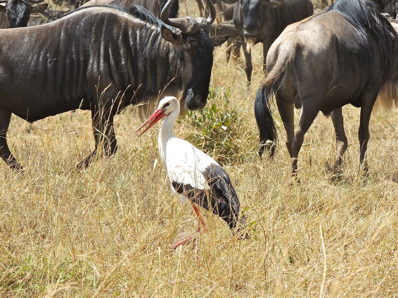 European White Stork and Wildebeests