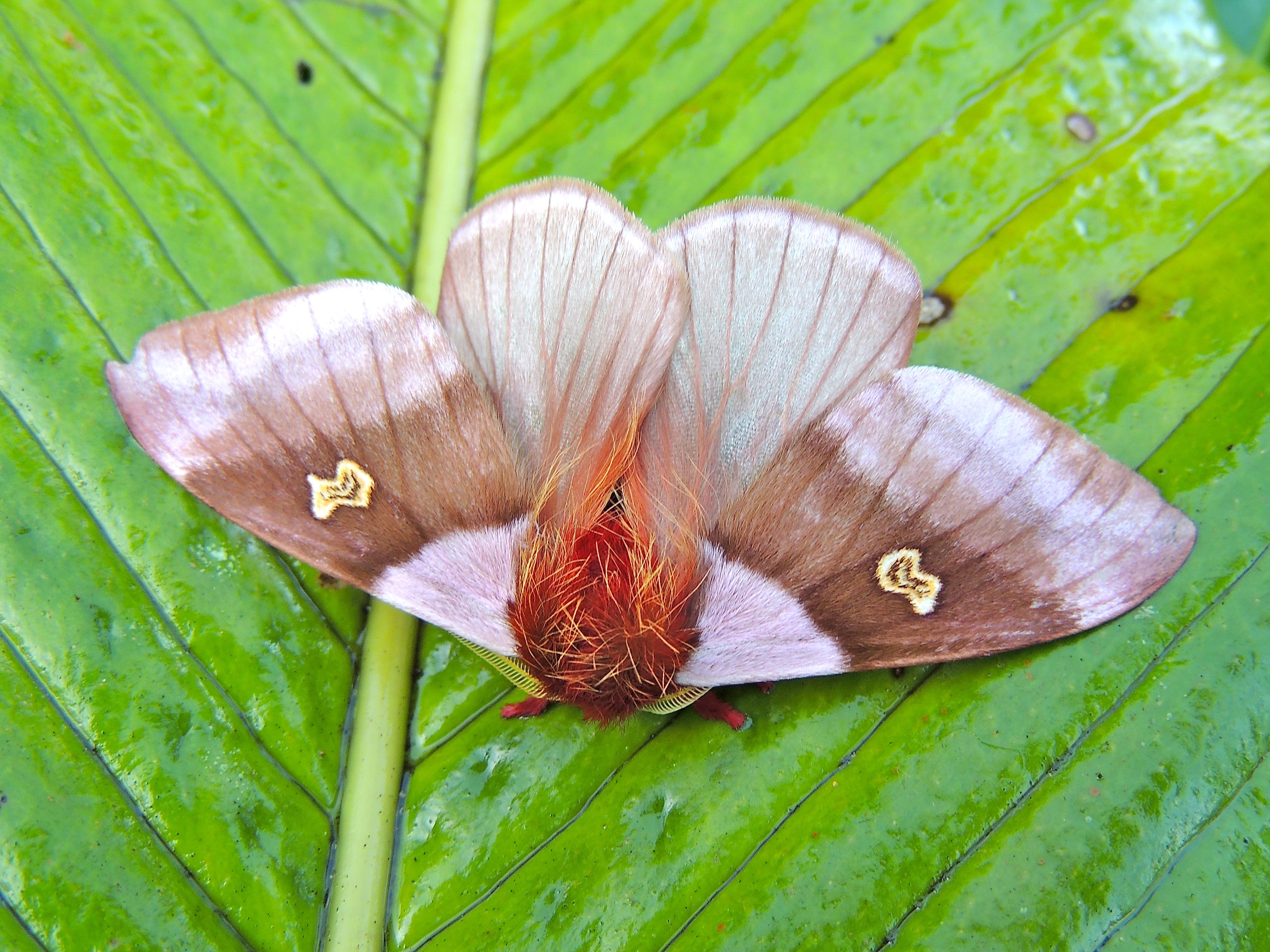 Dirphiopsis flora