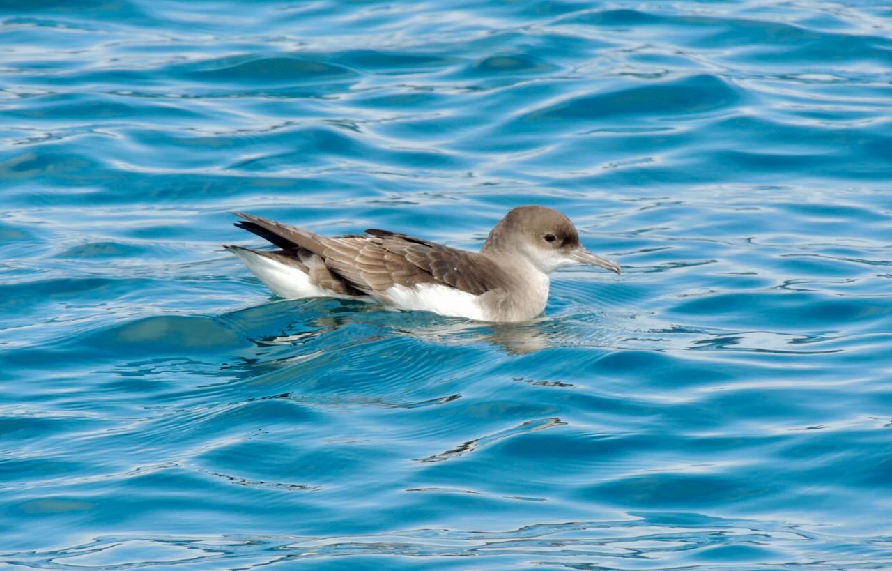 Fluttering Shearwater