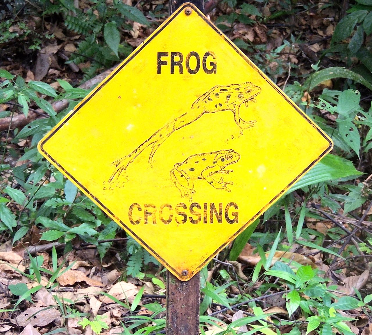 Frog Crossing