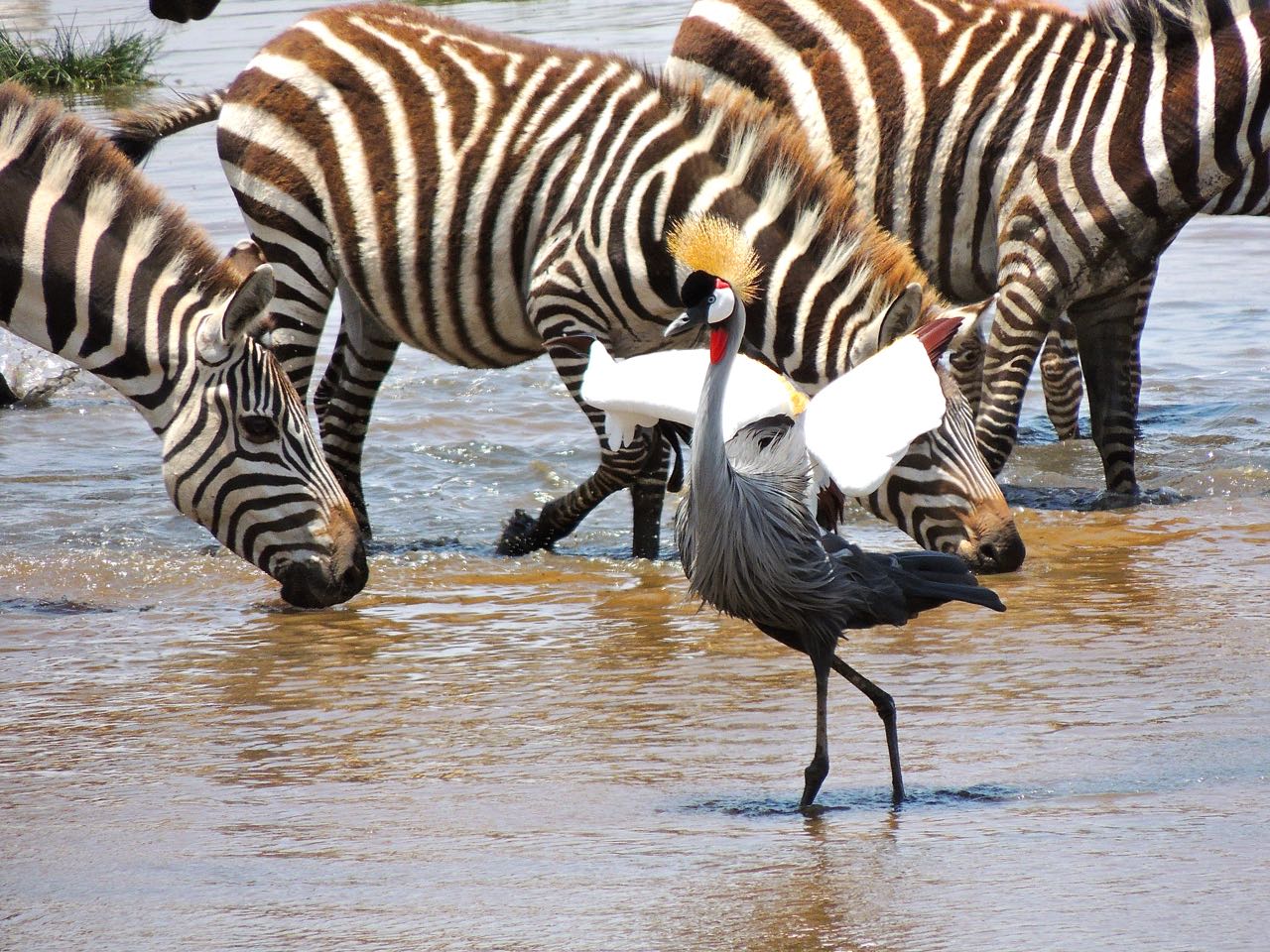 Grey Crowned Crane and Plains Zebras