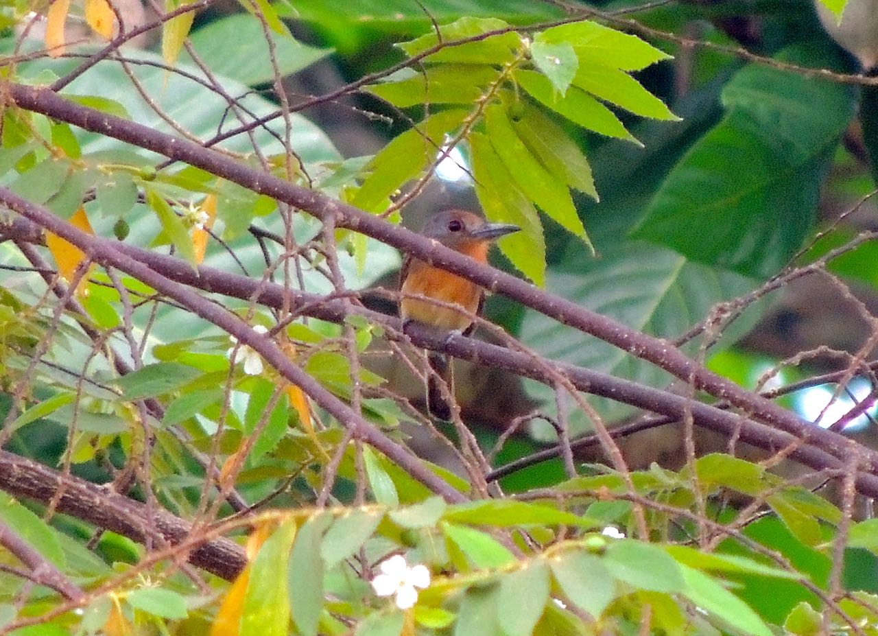 Gray-cheeked Nunlet