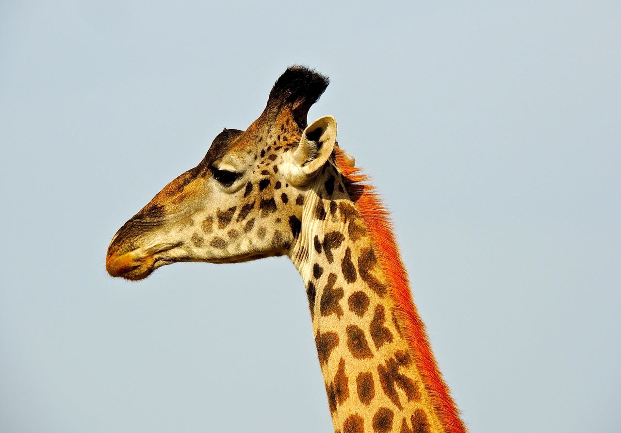 Common Giraffe