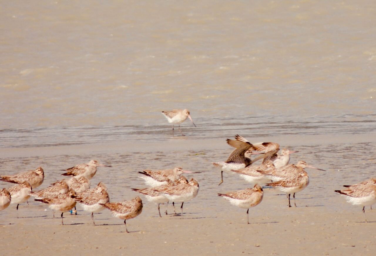 Bar-tailed Godwits