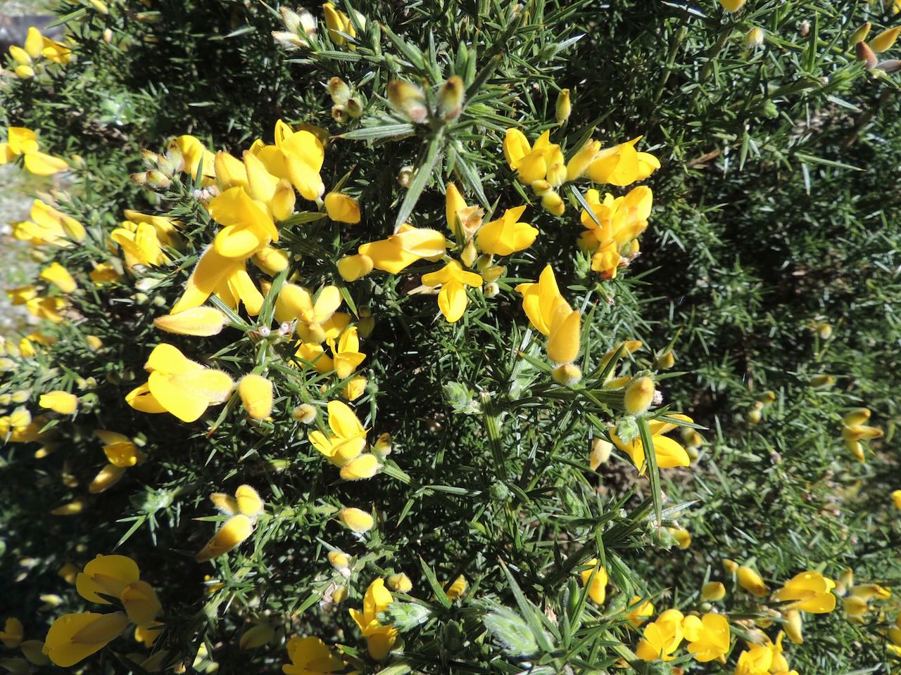 Gorse