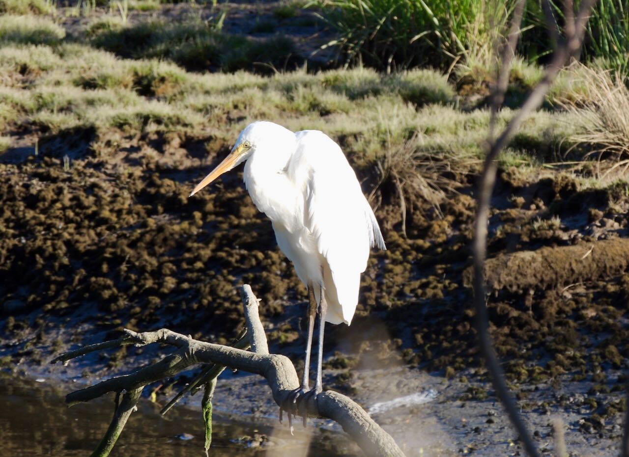 Great Egret