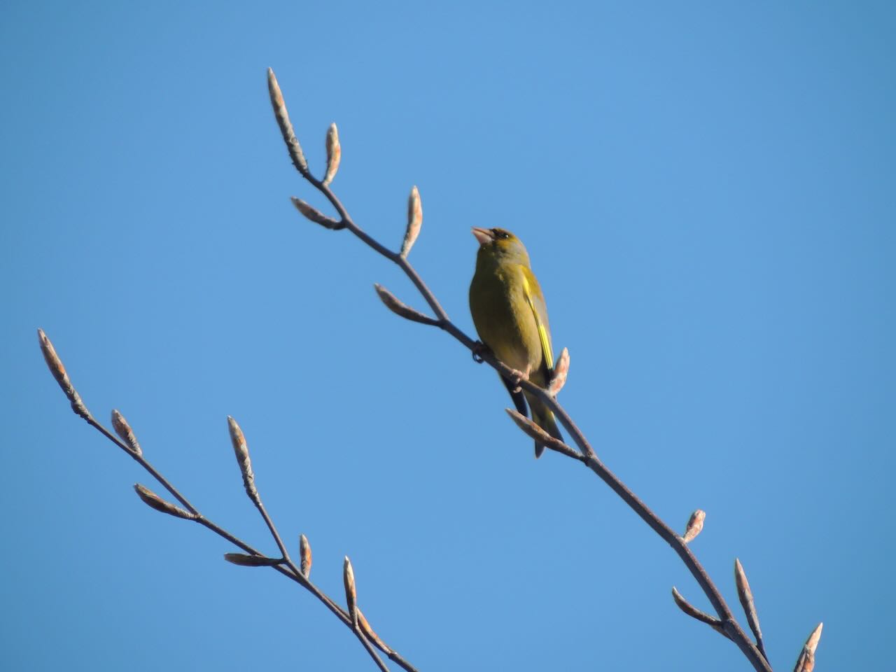 Greenfinch