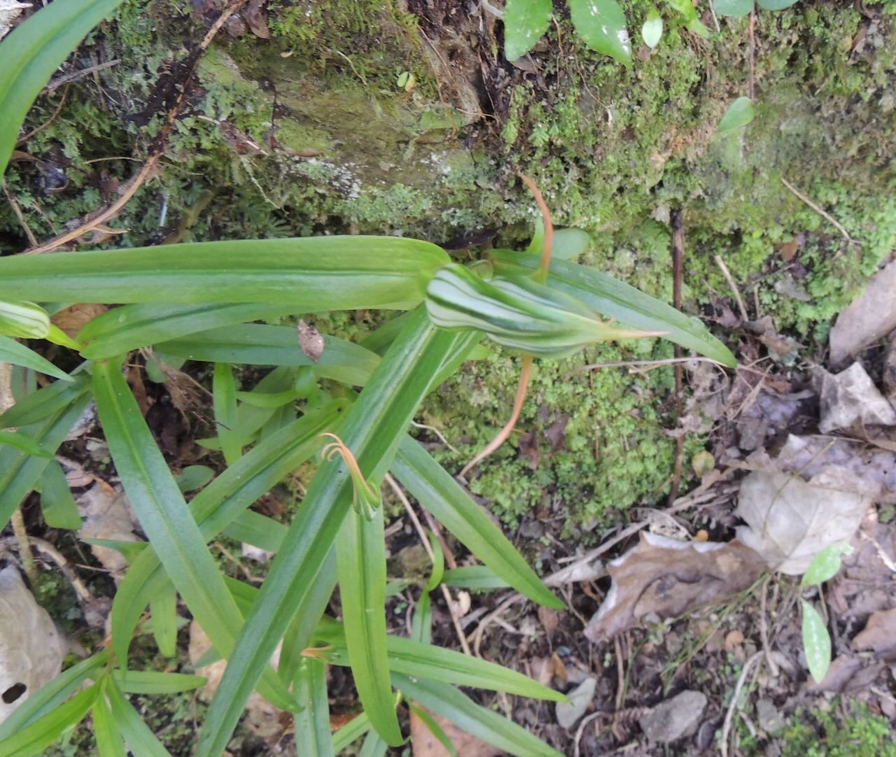 Green Hooded Orchid