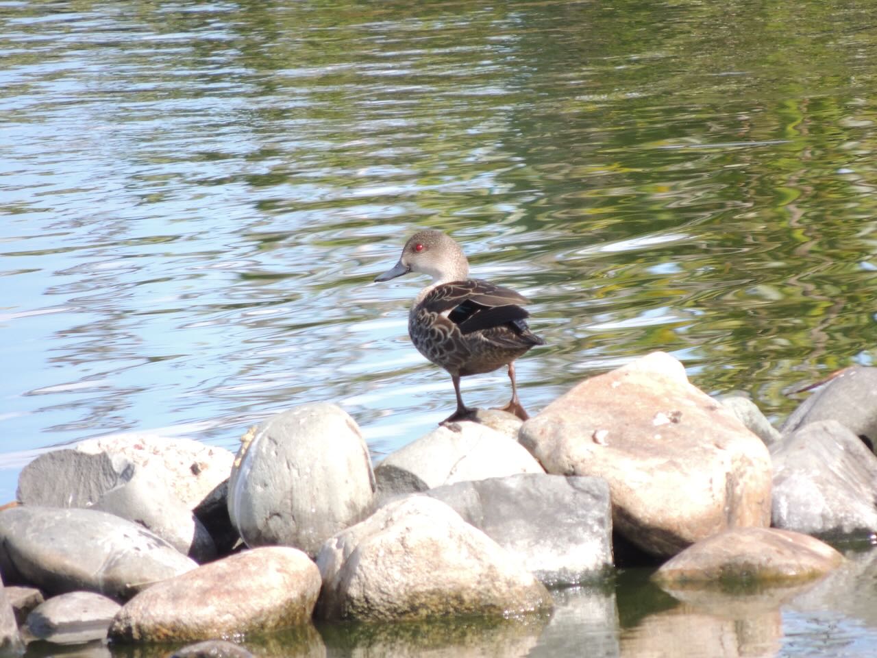 Grey Teal