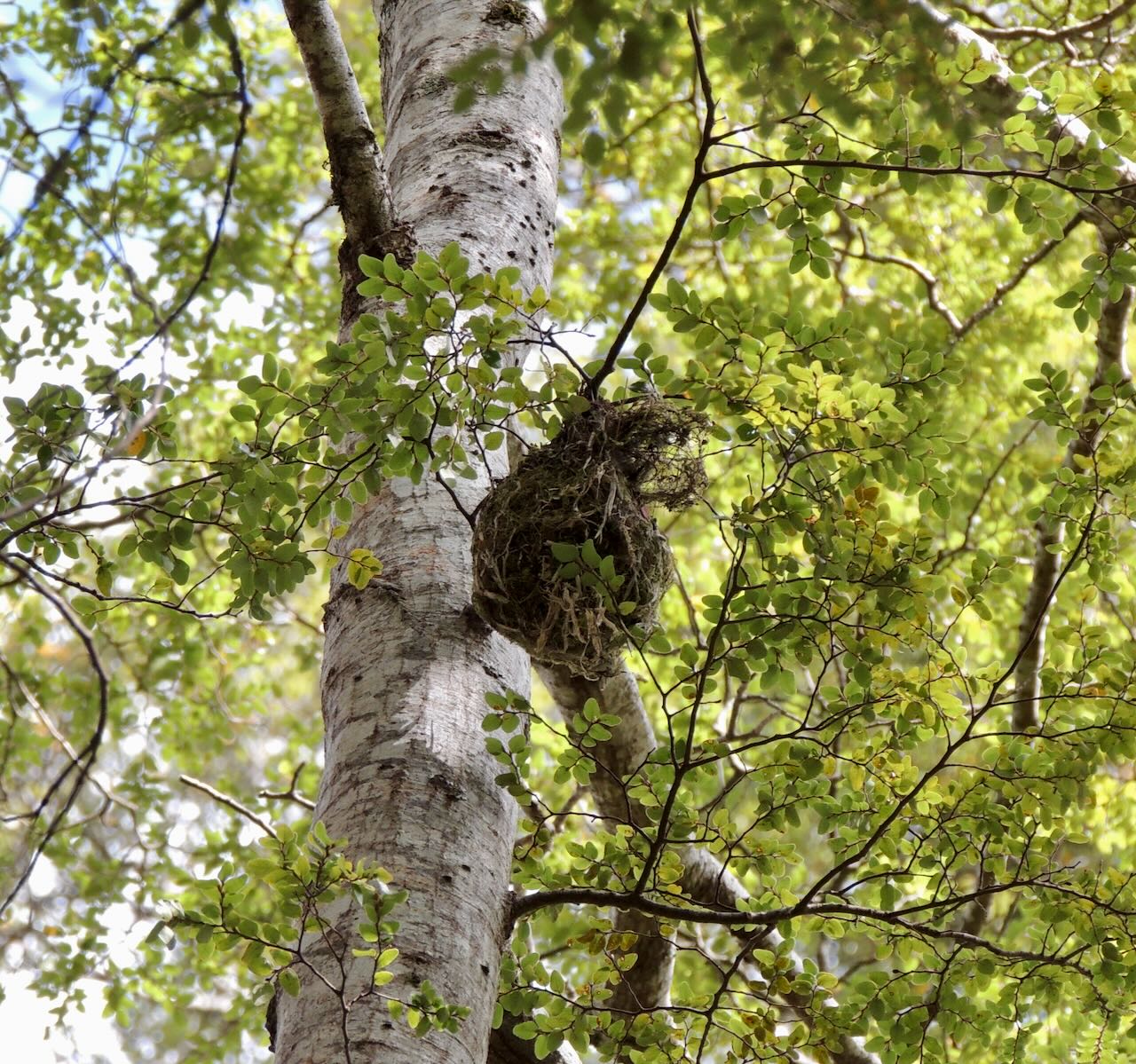 Grey Warbler Nest