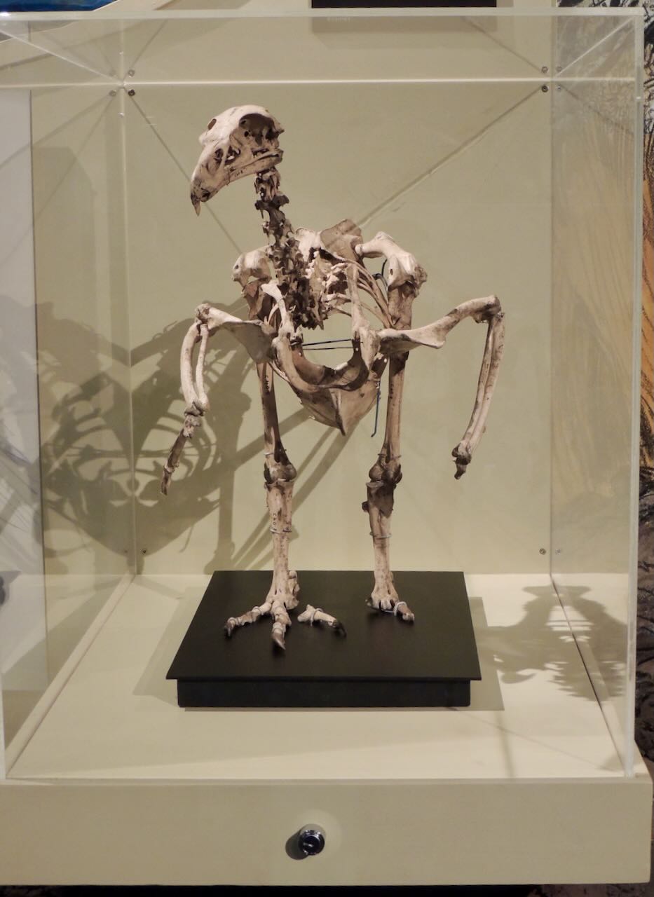 Haast Eagle Skeleton