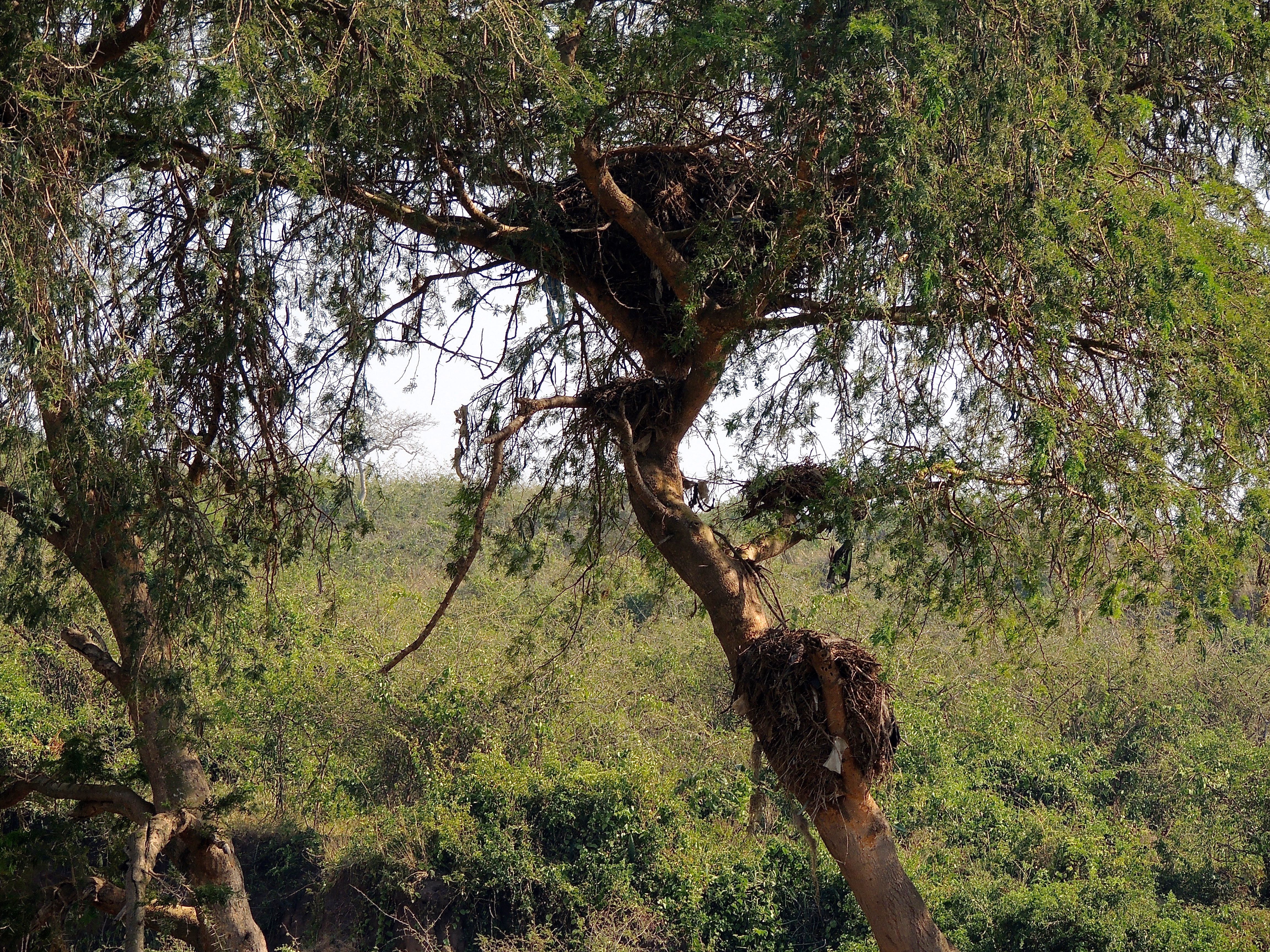 Hamerkop Nest