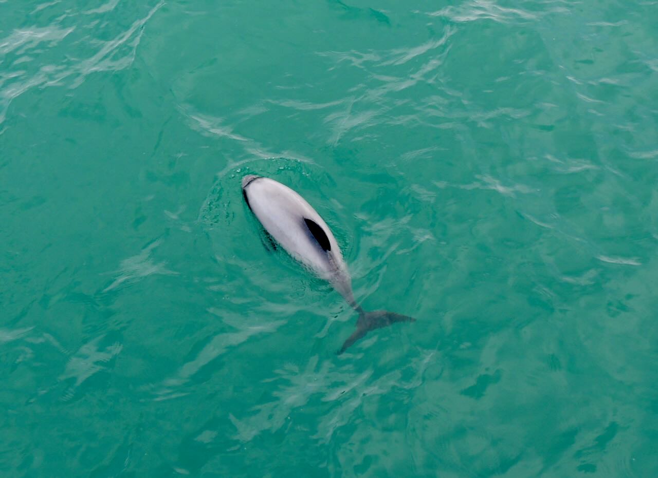 Hector's Dolphins