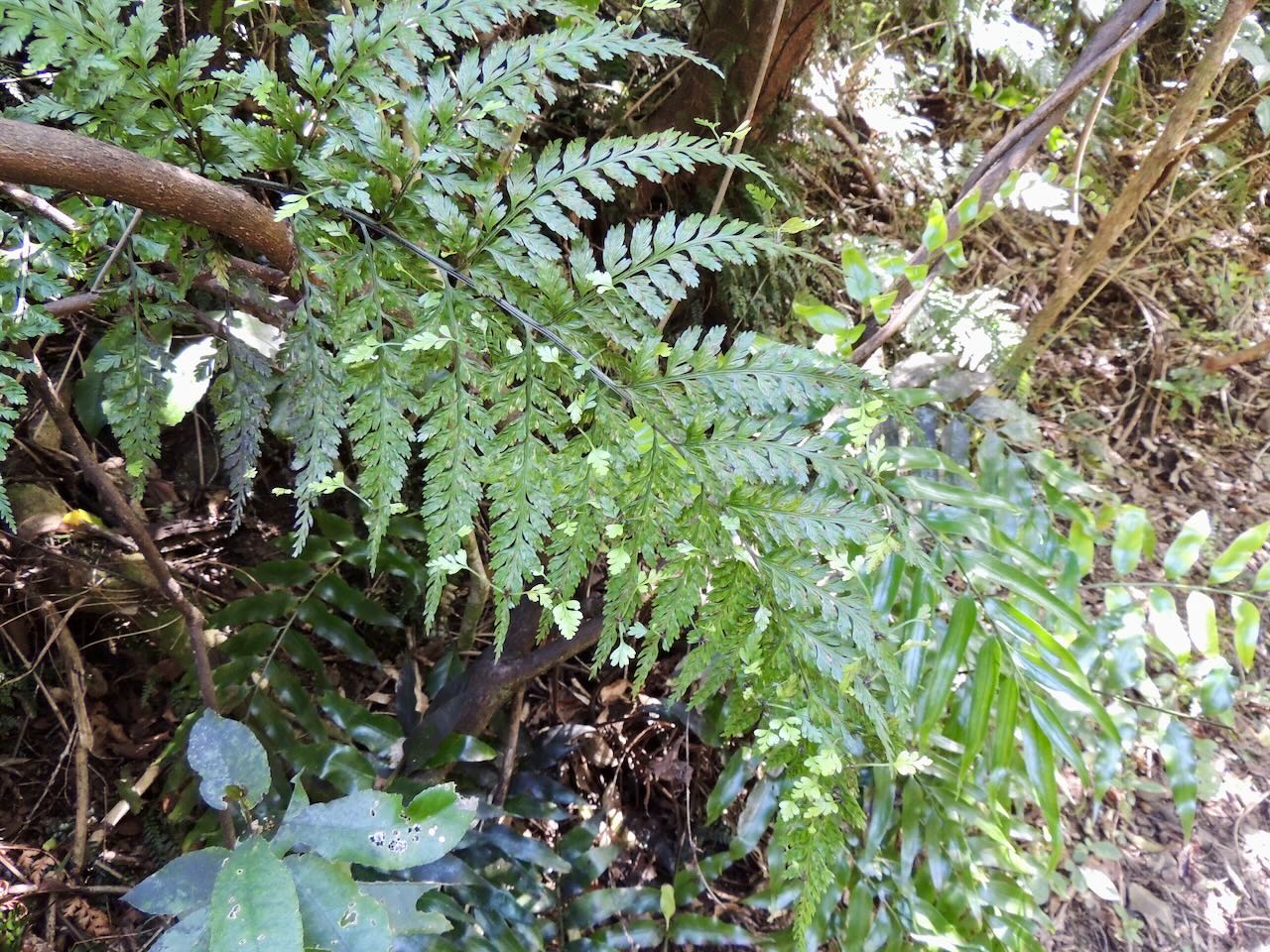 Hen and Chicken Fern