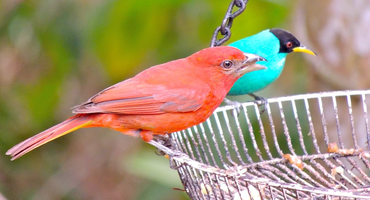 Hepatic Tanager and Green Honeycreeper