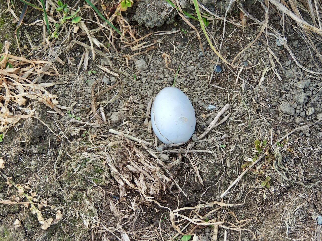 Hutton's Shearwater Egg