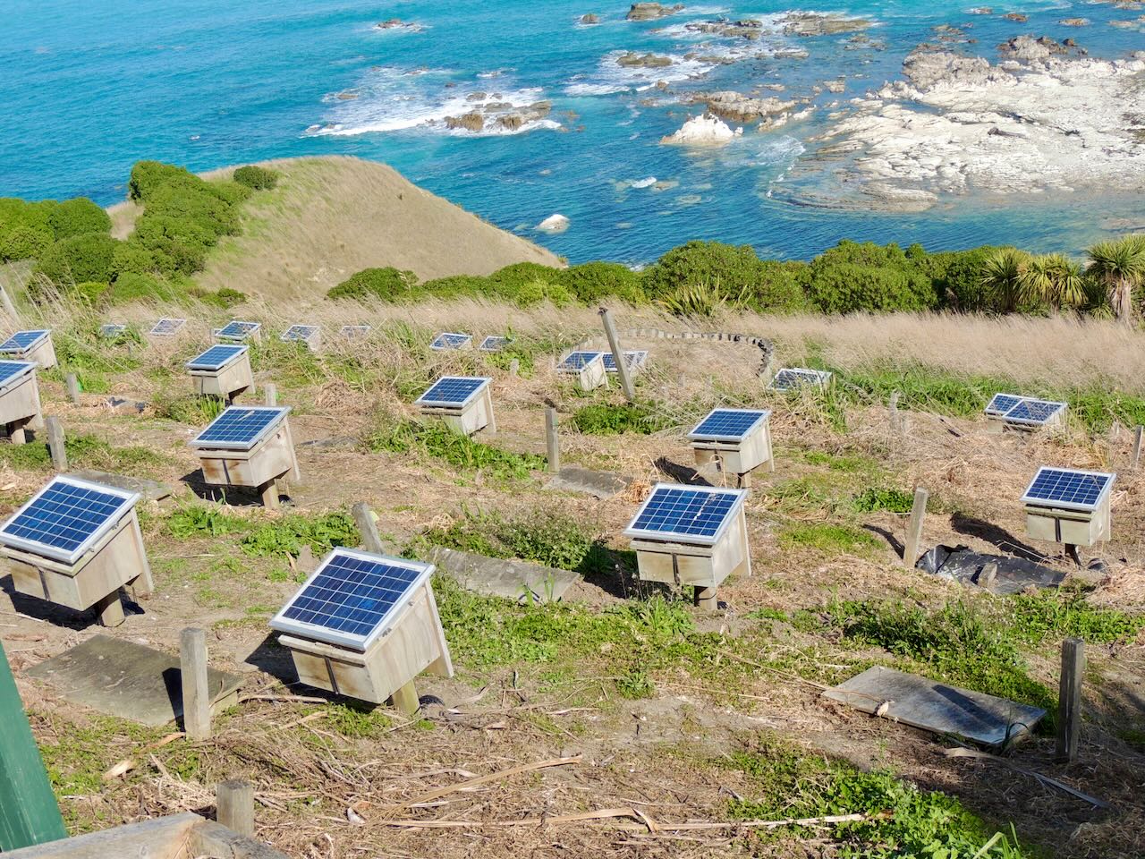 Hutton's Shearwater Study Site