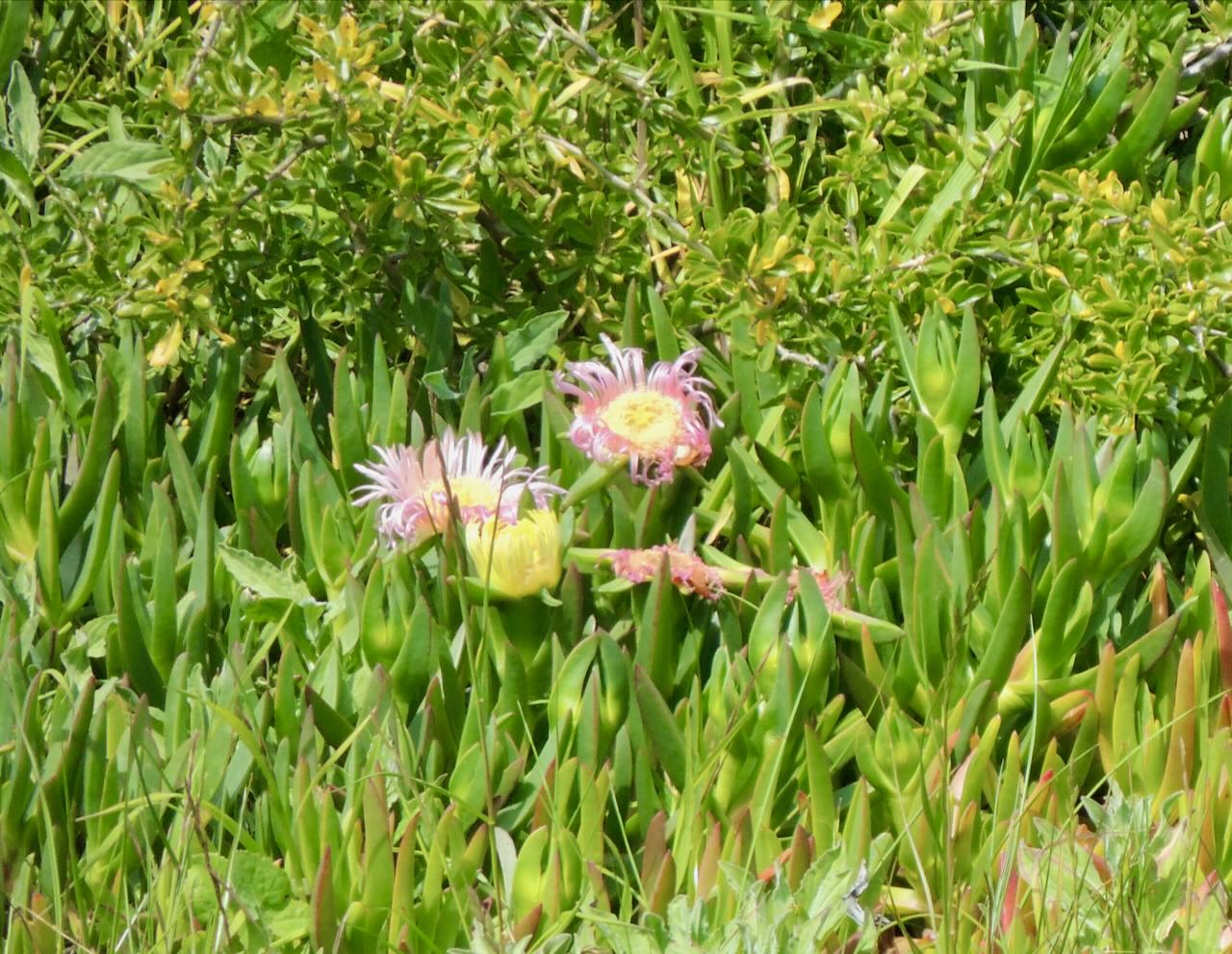 Ice Plant