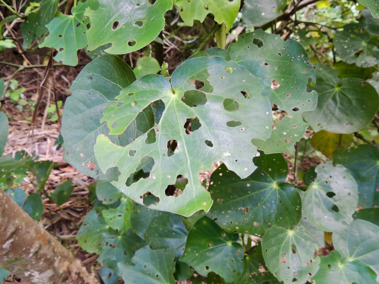 Kawakawa Damage