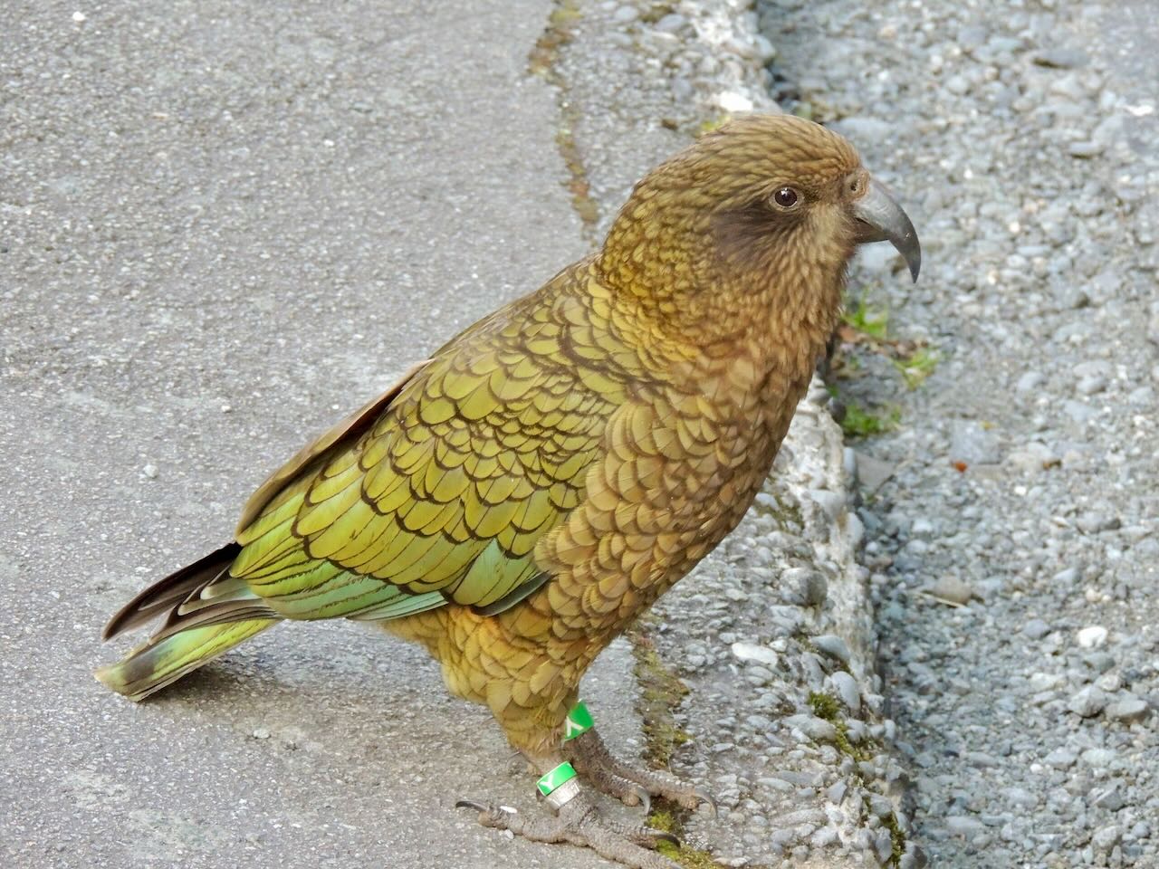 Adult Kea