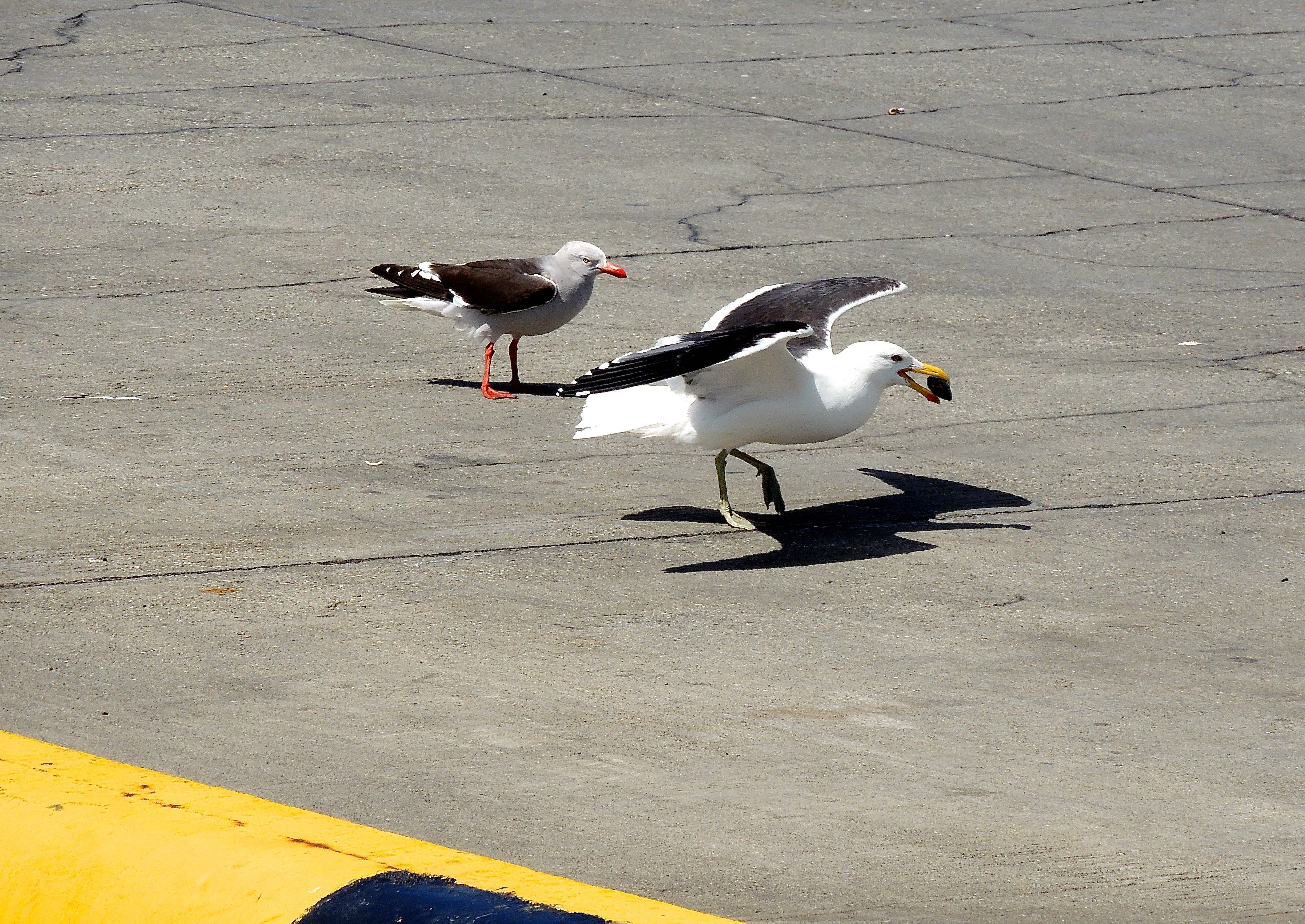 Dolphin and Kelp Gull