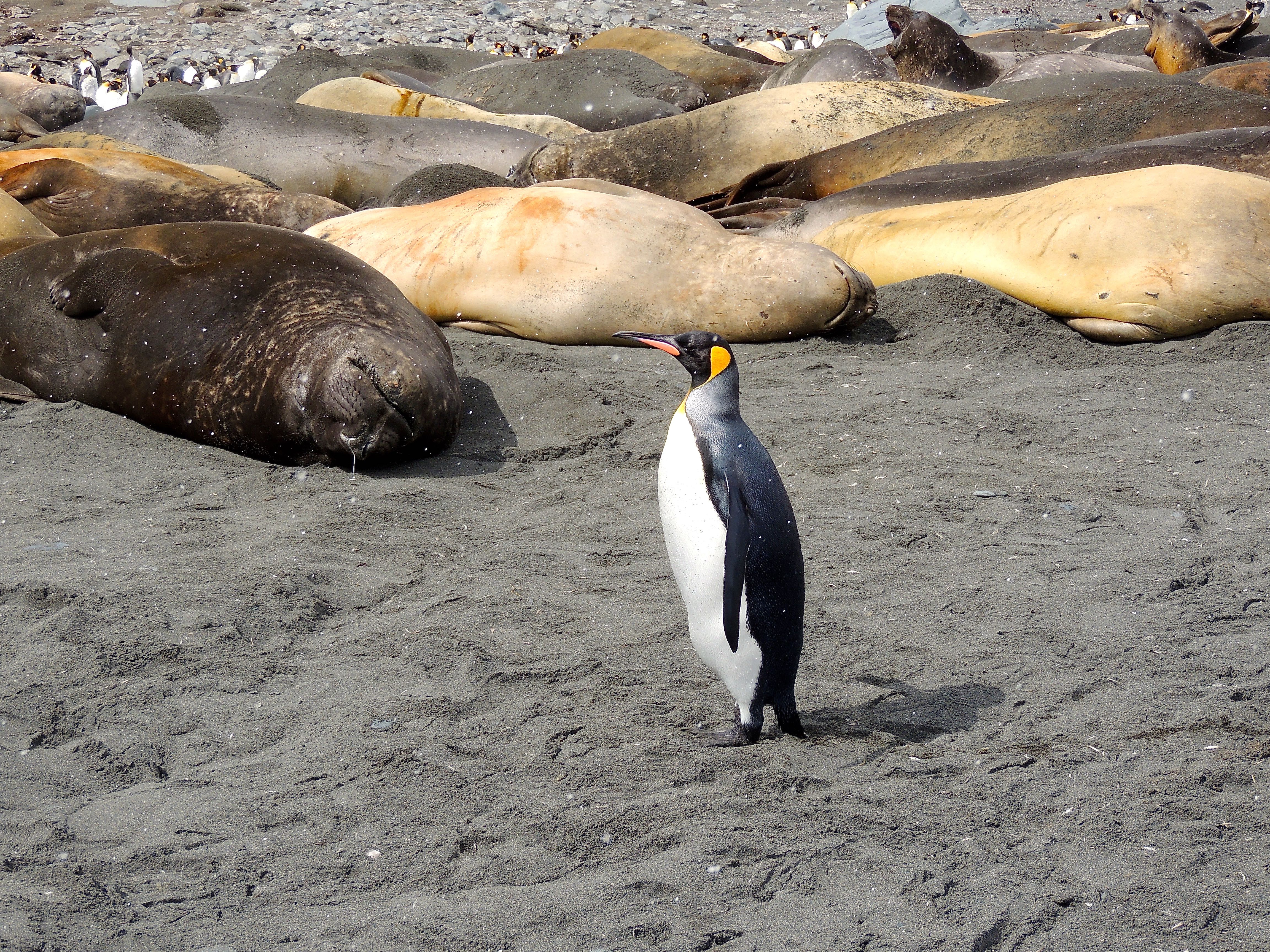 King Penguin and Southern ELephant Seals