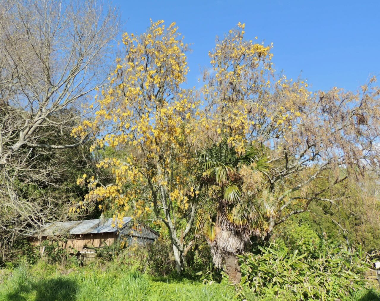 Kowhai Tree