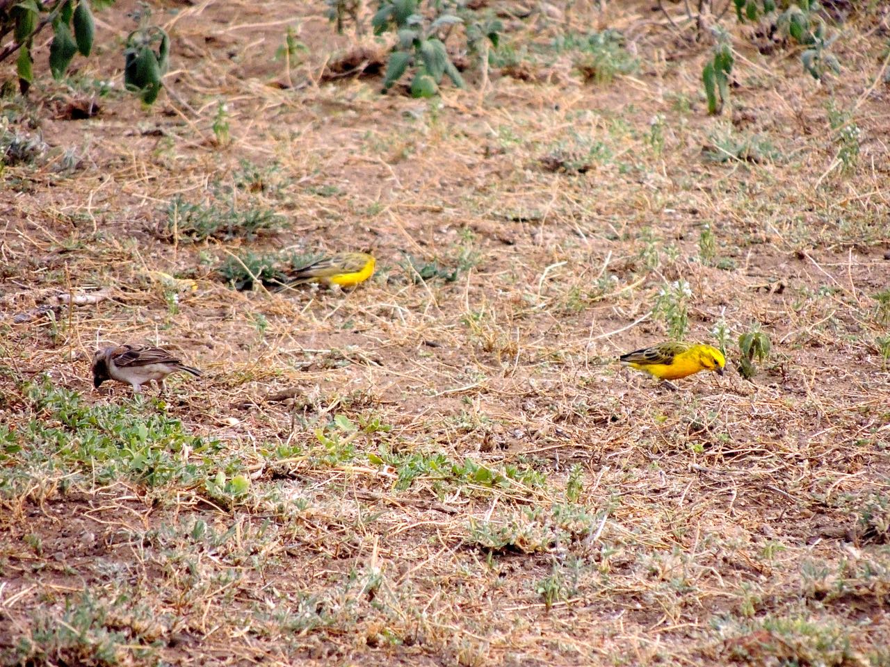 Kenya Rufous Sparrow and White-bellied Canaries