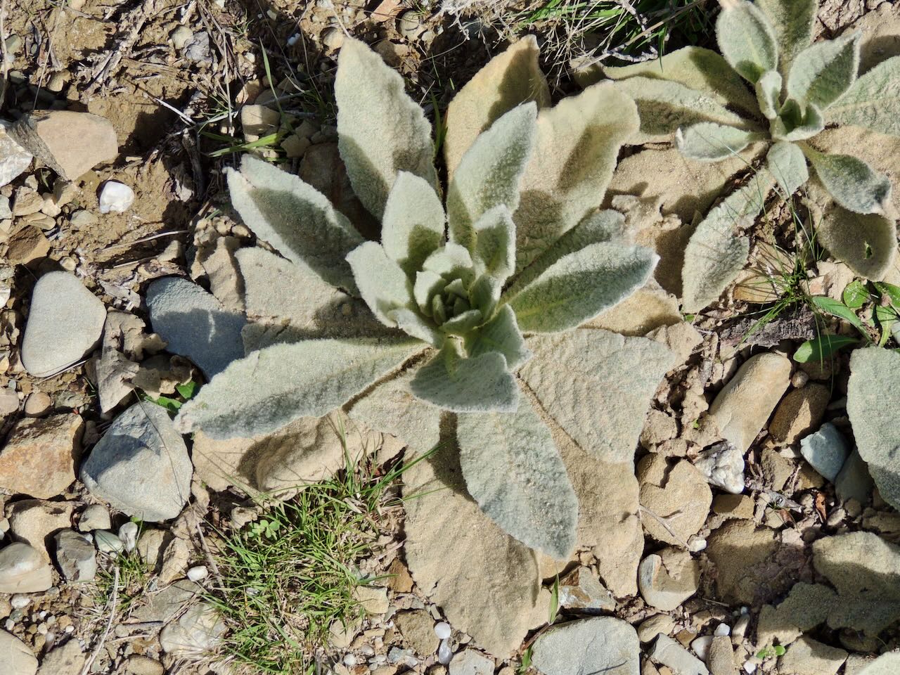 Lamb's Ear